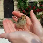 Agriturismo Il Podere Farma *